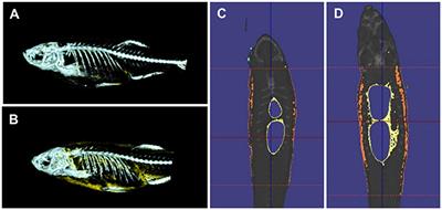 Zebrafish as a Model for Obesity and Diabetes